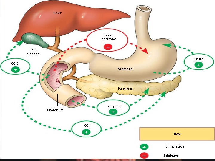 Liver Gall- bladder CCK Entero- gastrone Gastrin Stomach Pancreas Secretin CCKDuodenum Key Stimulation Inhibition 