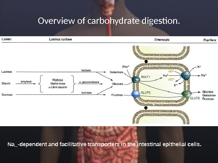 Overview of carbohydrate digestion. Na_-dependent and facilitative transporters in the intestinal epithelial cells.  