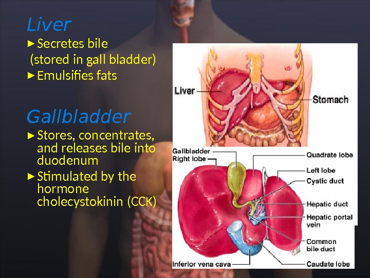 Liver Secretes bile  (stored in gall bladder) Emulsifies fats Gallbladder Stores, concentrates,  and releases