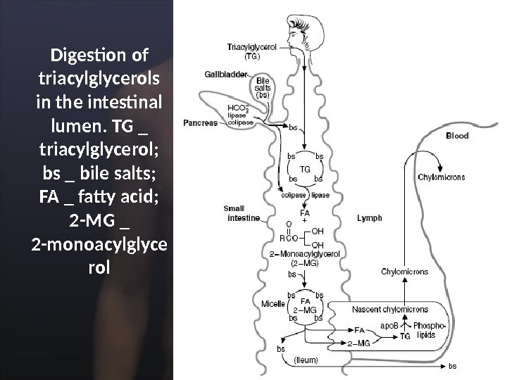 Digestion of triacylglycerols in the intestinal lumen. TG _ triacylglycerol;  bs _ bile salts; 