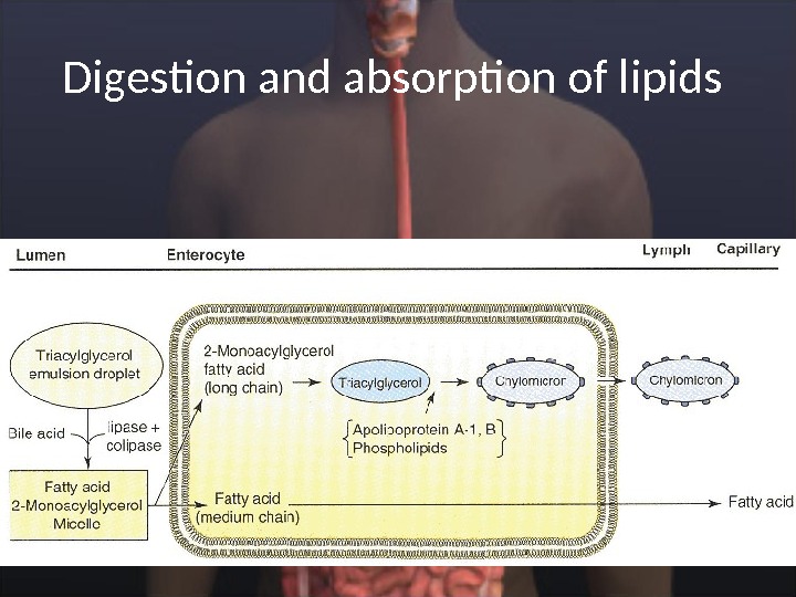 Digestion and absorption of lipids  
