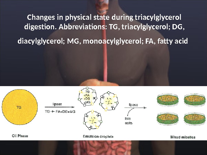 Changes in physical state during triacylglycerol digestion. Abbreviations: TG, triacylglycerol; DG,  diacylglycerol; MG, monoacylglycerol; FA,