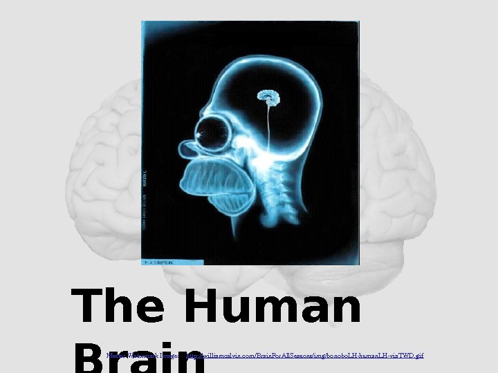 The Human Brain Master. Watermark. Image: http: //williamcalvin. com/Brain. For. All. Seasons/img/bonobo. LHhuman. LHvia. TWD. gif