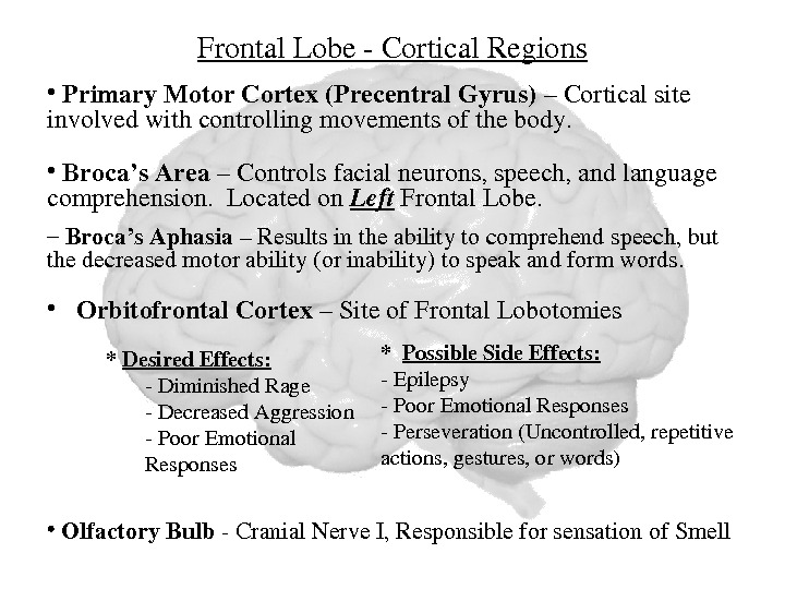 Frontal. Lobe. Cortical. Regions • Orbitofrontal. Cortex –Siteof. Frontal. Lobotomies •  Primary. Motor. Cortex(Precentral. Gyrus)