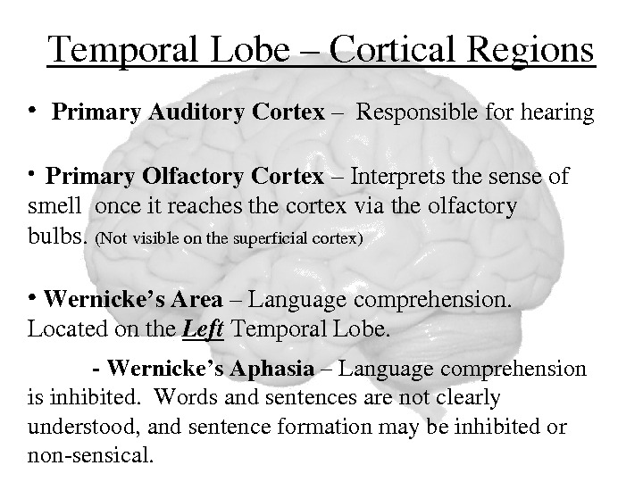 Temporal. Lobe–Cortical. Regions • Primary. Auditory. Cortex –Responsibleforhearing •  Primary. Olfactory. Cortex –Interpretsthesenseof smellonceitreachesthecortexviatheolfactory bulbs.