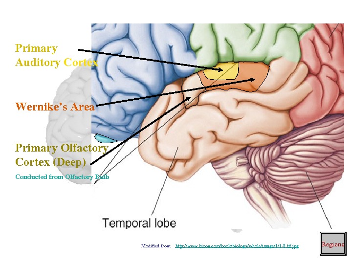 Primary Auditory Cortex Wernike’s. Area Primary. Olfactory Cortex(Deep) Conductedfrom. Olfactory. Bulb Regions Modifiedfrom: http: //www. bioon.
