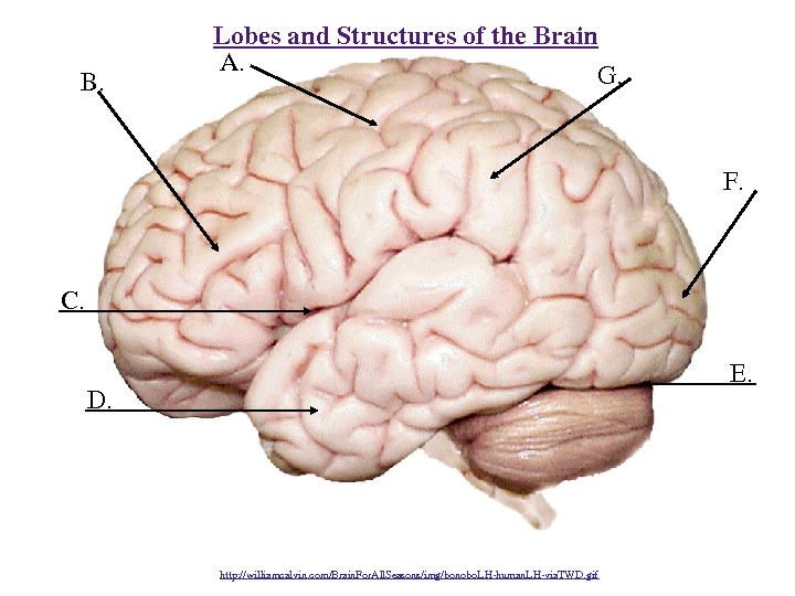 Lobesand. Structuresofthe. Brain B. A. C. D. E. F. G. http: //williamcalvin. com/Brain. For. All. Seasons/img/bonobo.