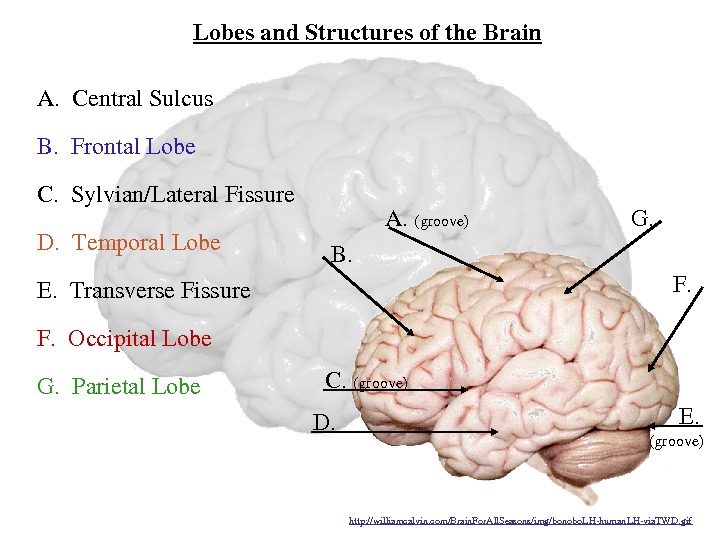 Lobesand. Structuresofthe. Brain B. A. (groove) C. (groove) D. E. F. G. B. Frontal. Lobe G.