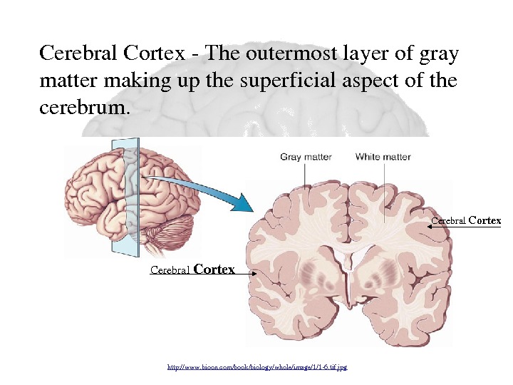 Cerebral Cortex. Cerebral. Cortex. Theoutermostlayerofgray mattermakingupthesuperficialaspectofthe cerebrum. http: //www. bioon. com/book/biology/whole/image/1/16. tif. jpg 