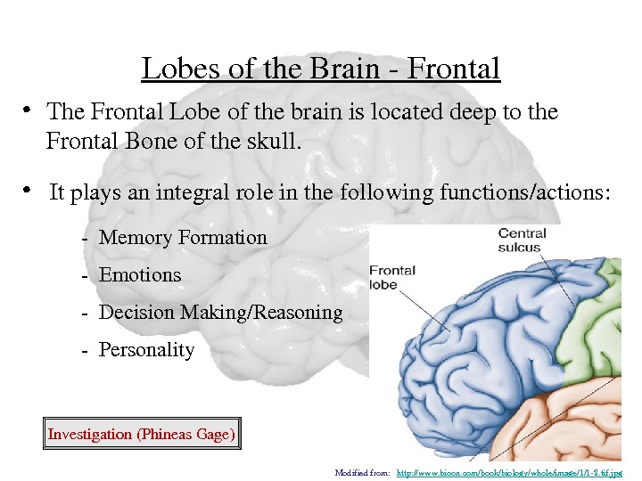 Lobesofthe. Brain. Frontal • The. Frontal. Lobeofthebrainislocateddeeptothe Frontal. Boneoftheskull. (Investigation: Phineas. Gage) •  Itplaysanintegralroleinthefollowingfunctions/actions: Memory.