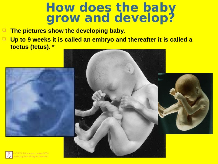 © ORCA Education Limited 2004 and suppliers all rights reserved How does the baby grow and