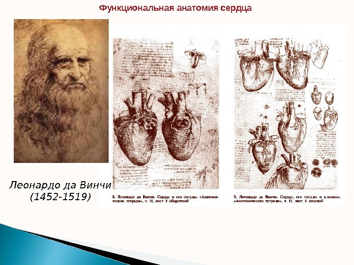 Леонардо да Винчи (1452 -1519) Функциональная анатомия сердца  