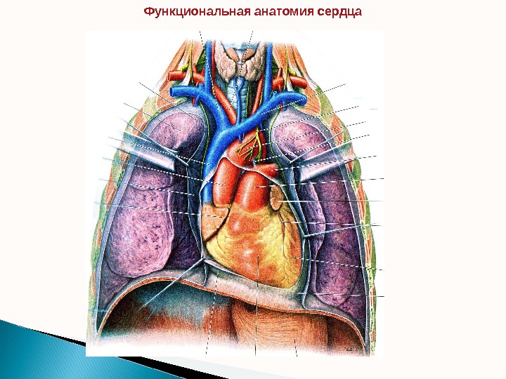 Функциональная анатомия сердца  