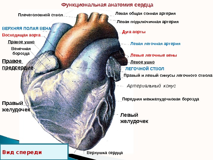 Функциональная анатомия сердца Левая общая сонная артерия Левая подключичная артерия Дуга аорты Левая  легочная артерия