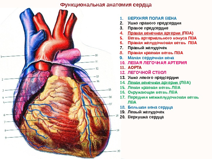 Функциональная анатомия сердца 1. ВЕРХНЯЯ ПОЛАЯ ВЕНА 2. Ушко правого предсердия 3. Правое предсердие 4. Правая
