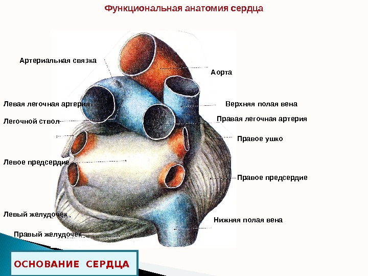 Функциональная анатомия сердца ОСНОВАНИЕ СЕРДЦА Аорта Легочной ствол Верхняя полая вена Правая легочная артерия Правое предсердие.