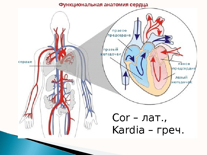 Cor – лат. , Kardia – греч. Функциональная анатомия сердца  