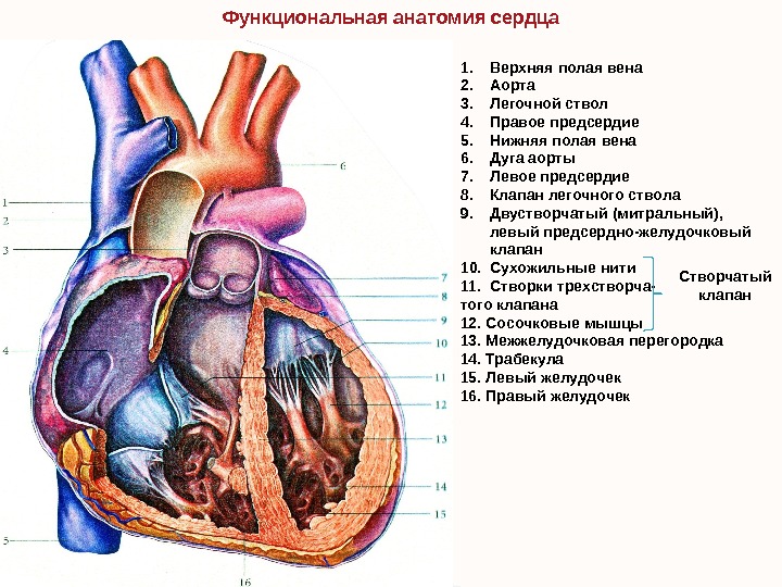 Функциональная анатомия сердца 1. Верхняя полая вена 2. Аорта 3. Легочной ствол 4. Правое предсердие 5.