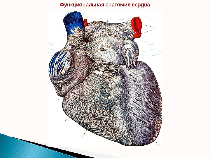 Функциональная анатомия сердца  