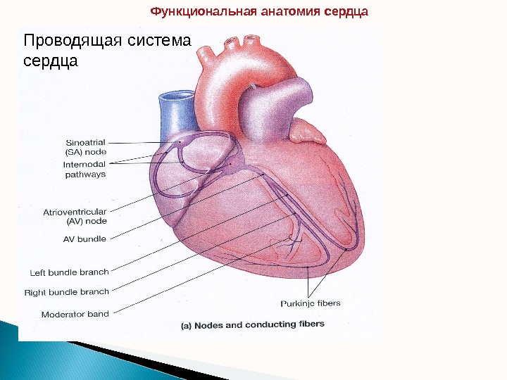 Проводящая система сердца Функциональная анатомия сердца  