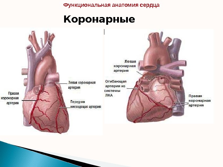 Коронарные артерии Функциональная анатомия сердца  