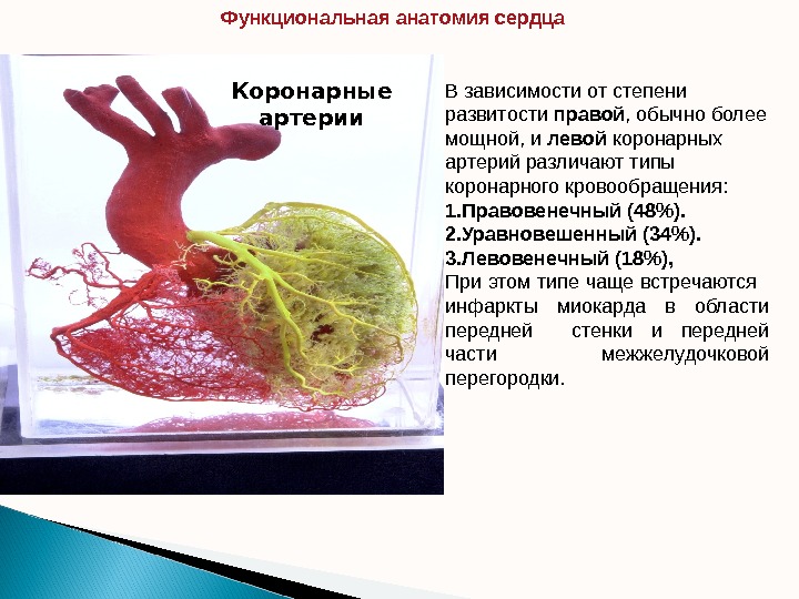 Коронарные артерии В зависимости от степени развитости правой , обычно более мощной, и левой коронарных артерий