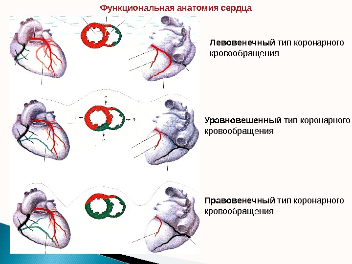 Функциональная анатомия сердца Левовенечный тип коронарного кровообращения Уравновешенный тип коронарного кровообращения Правовенечный тип коронарного кровообращения 