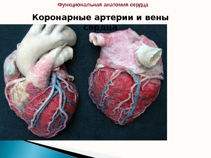 Коронарные артерии и вены сердца. Функциональная анатомия сердца  
