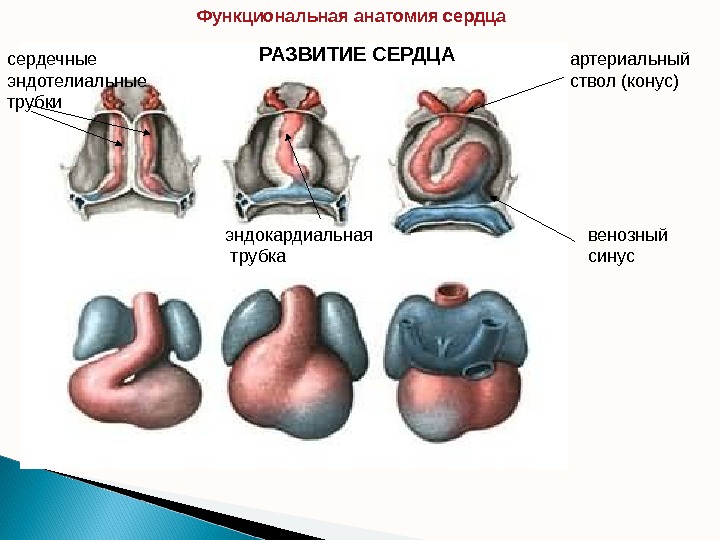 сердечные эндотелиальные трубки РАЗВИТИЕ СЕРДЦА эндокардиальная  трубка венозный синусартериальный ствол (конус)Функциональная анатомия сердца  