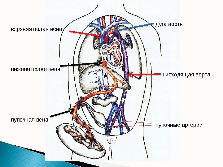 пупочная венанижняя полая венаверхняя полая вена дуга аорты нисходящая аорта пупочные артерии  