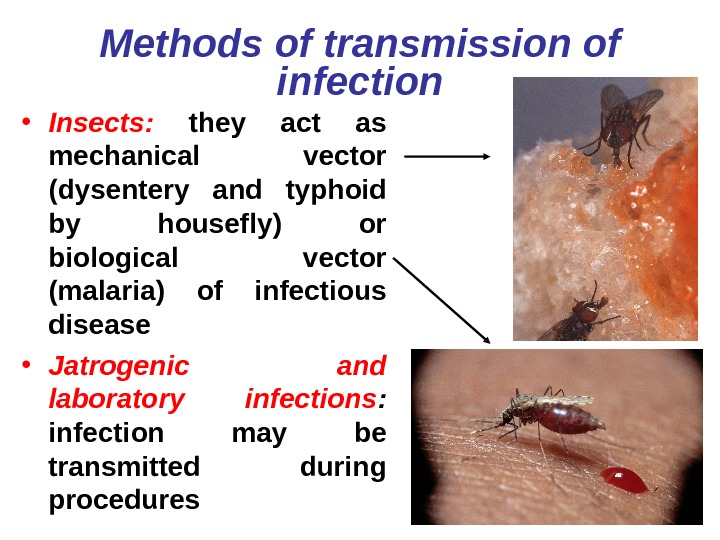   Methods of transmission of infection • Insects:  they act as mechanical vector (dysentery