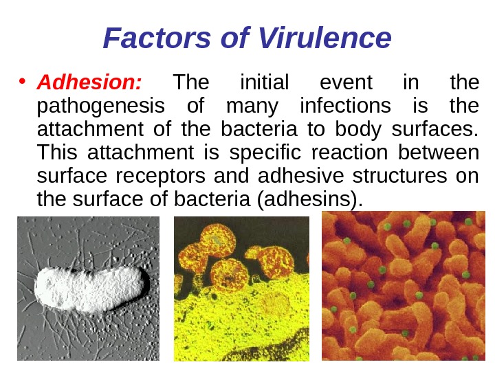   Factors of Virulence • Adhesion:  The initial event in the pathogenesis of many