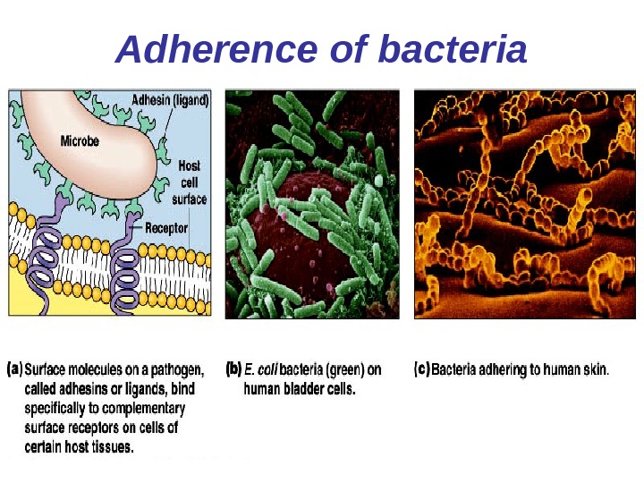   Adherence of bacteria 