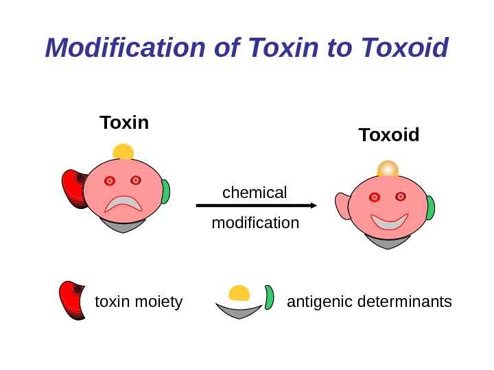   Modification of Toxin to Toxoid chemical modification Toxoid toxin moiety antigenic determinants. Toxin 