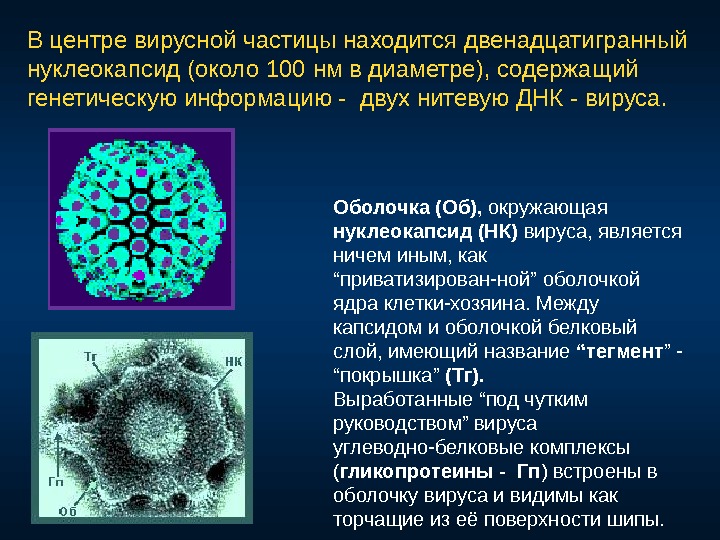 В центре вирусной частицы находится двенадцатигранный нуклеокапсид (около 100 нм в диаметре), содержащий генетическую информацию -