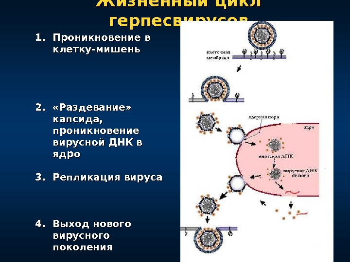 Жизненный цикл герпесвирусов 1. 1. Проникновение в клетку-мишень 2. 2.  «Раздевание»  капсида,  проникновение