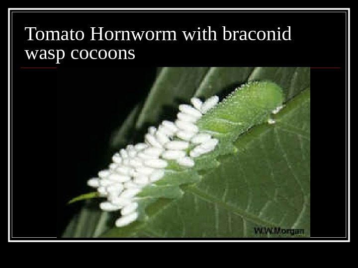 Tomato Hornworm with braconid wasp cocoons 