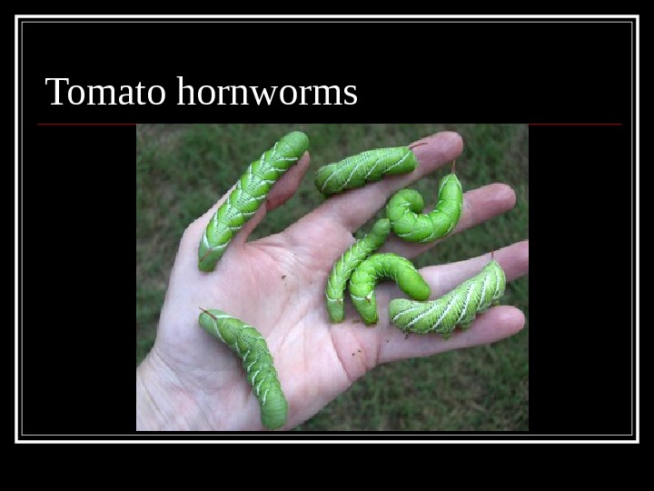 Tomato hornworms 