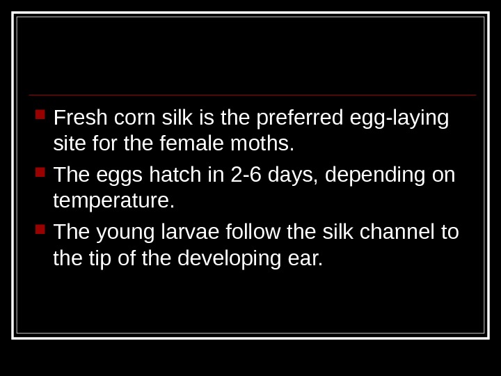  Fresh corn silk is the preferred egg-laying site for the female moths.  The eggs