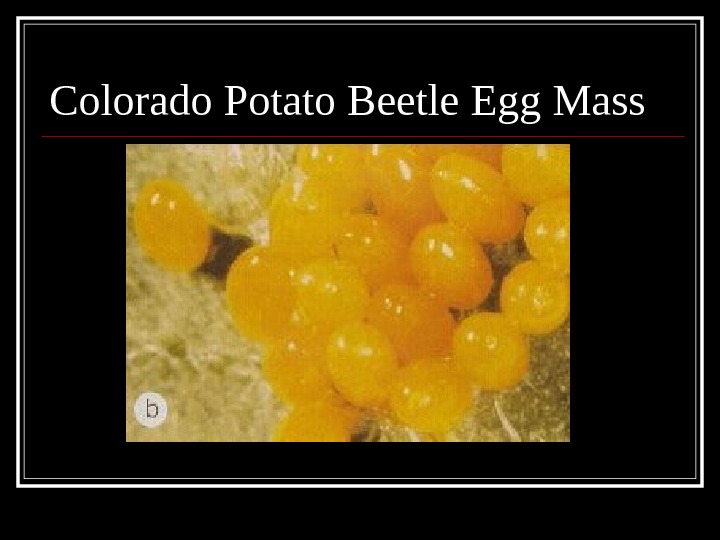Colorado Potato Beetle Egg Mass 