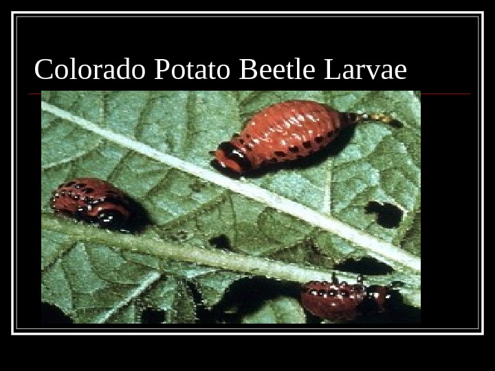 Colorado Potato Beetle Larvae 