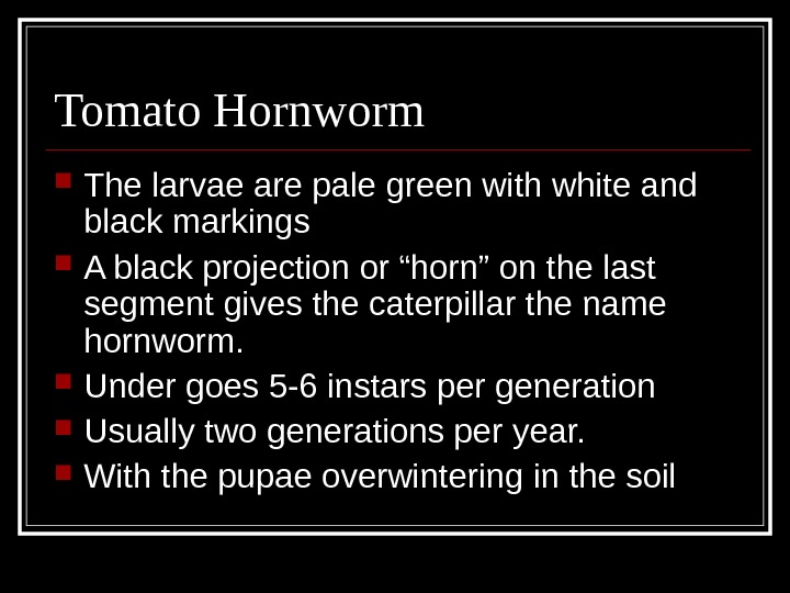 Tomato Hornworm The larvae are pale green with white and black markings A black projection or