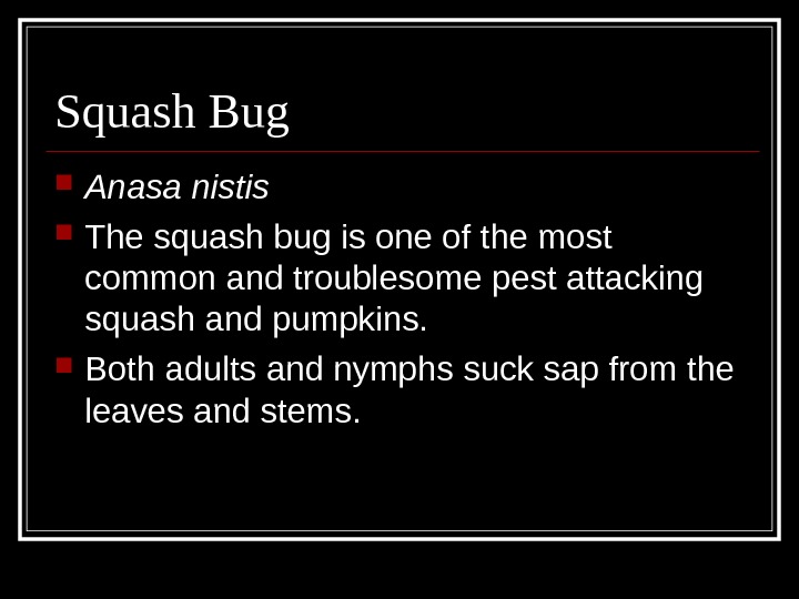 Squash Bug Anasa nistis The squash bug is one of the most common and troublesome pest