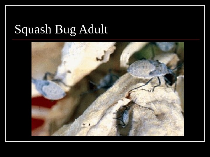 Squash Bug Adult 
