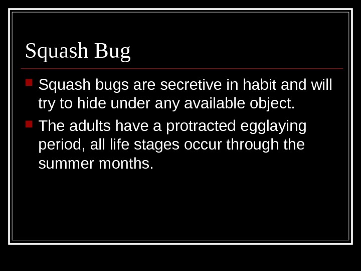 Squash Bug Squash bugs are secretive in habit and will try to hide under any available