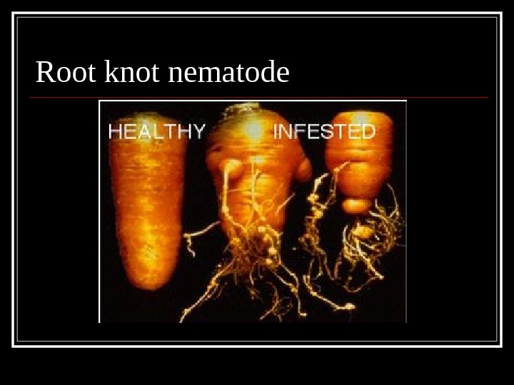 Root knot nematode 