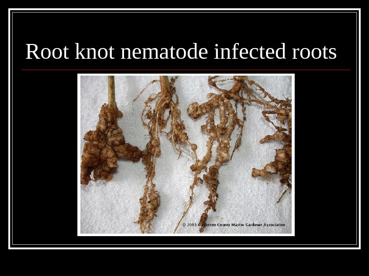 Root knot nematode infected roots 