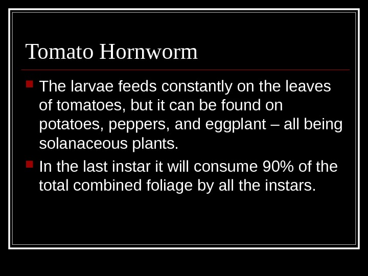 Tomato Hornworm The larvae feeds constantly on the leaves of tomatoes, but it can be found