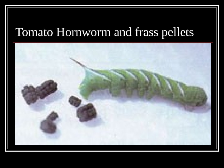 Tomato Hornworm and frass pellets 