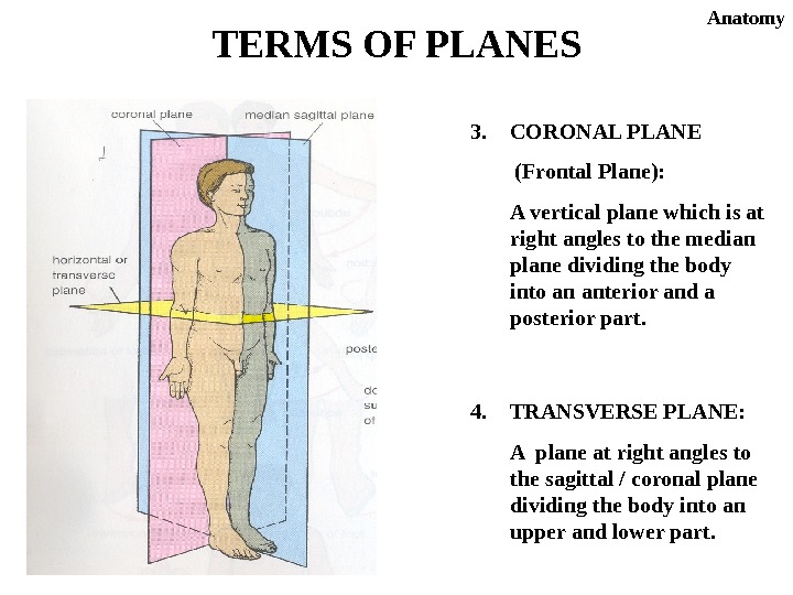 3. CORONAL PLANE   (Frontal Plane): A vertical plane which is at right angles to